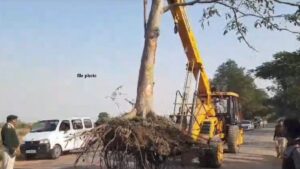 trees shifting