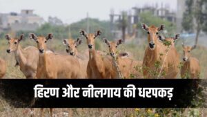 madhya pradesh