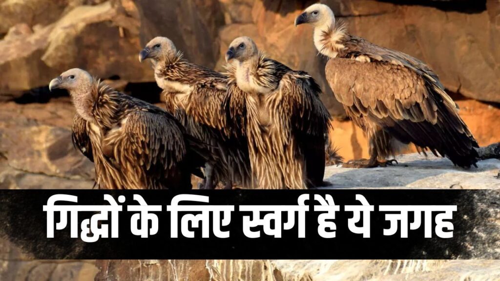 mp news