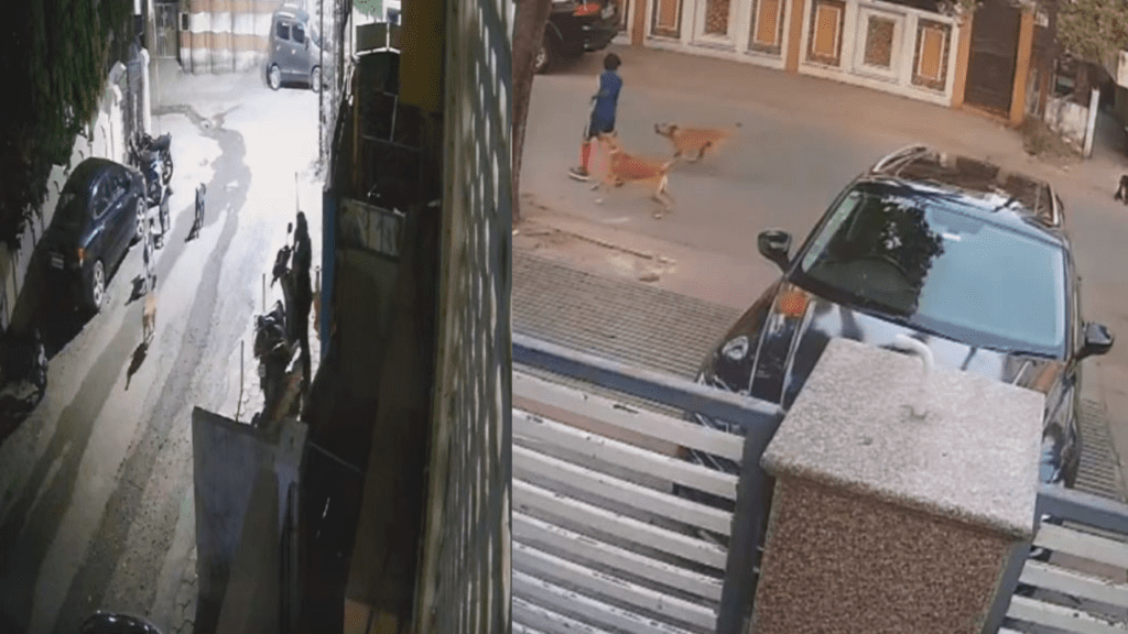 Stray Dog Attack