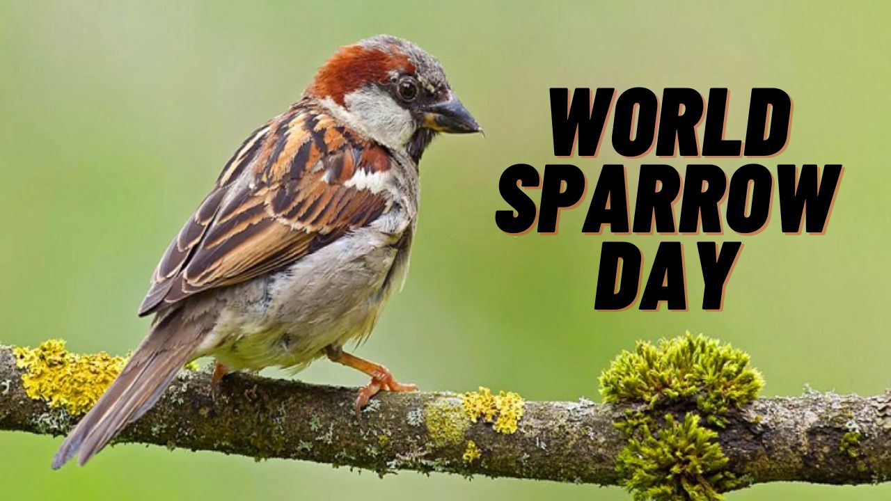 World Sparrow Day