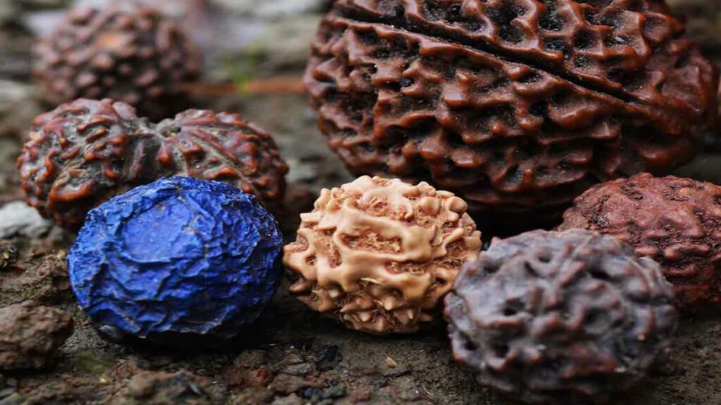 rudraksha