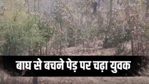 Viral Video of Tiger