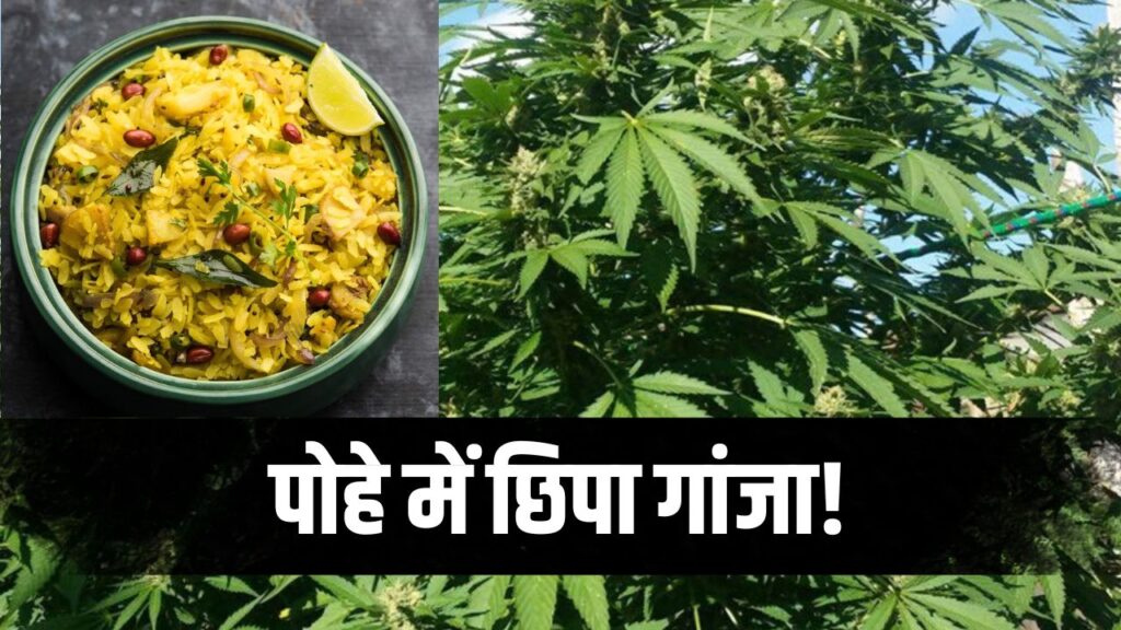 Ganja smugglers