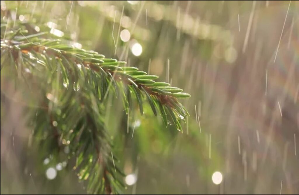Heavy rain in Chhattisgarh