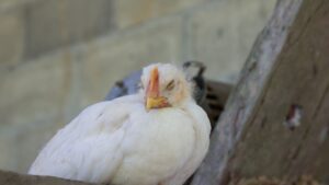 Bird Flu