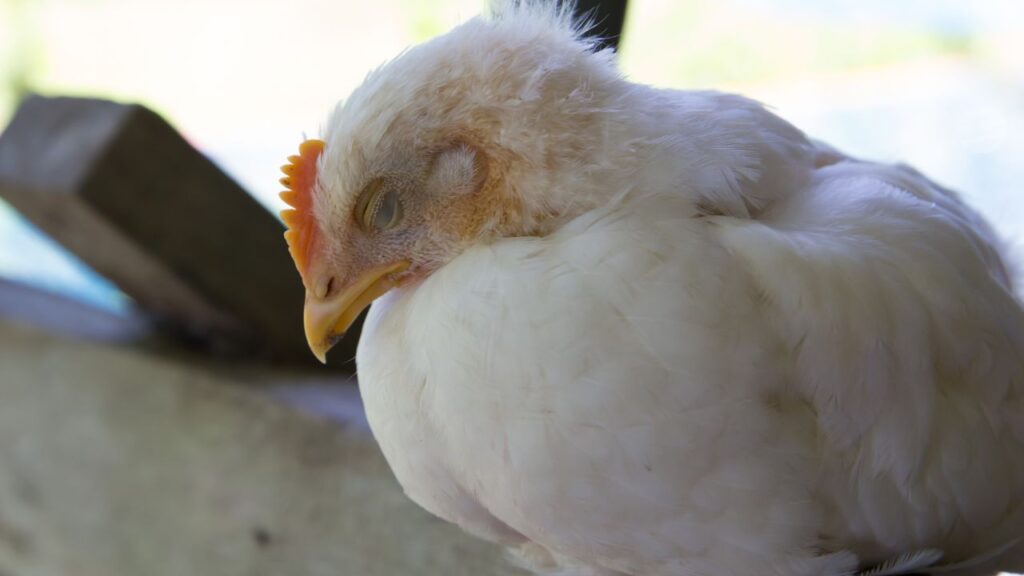 Bird Flu
