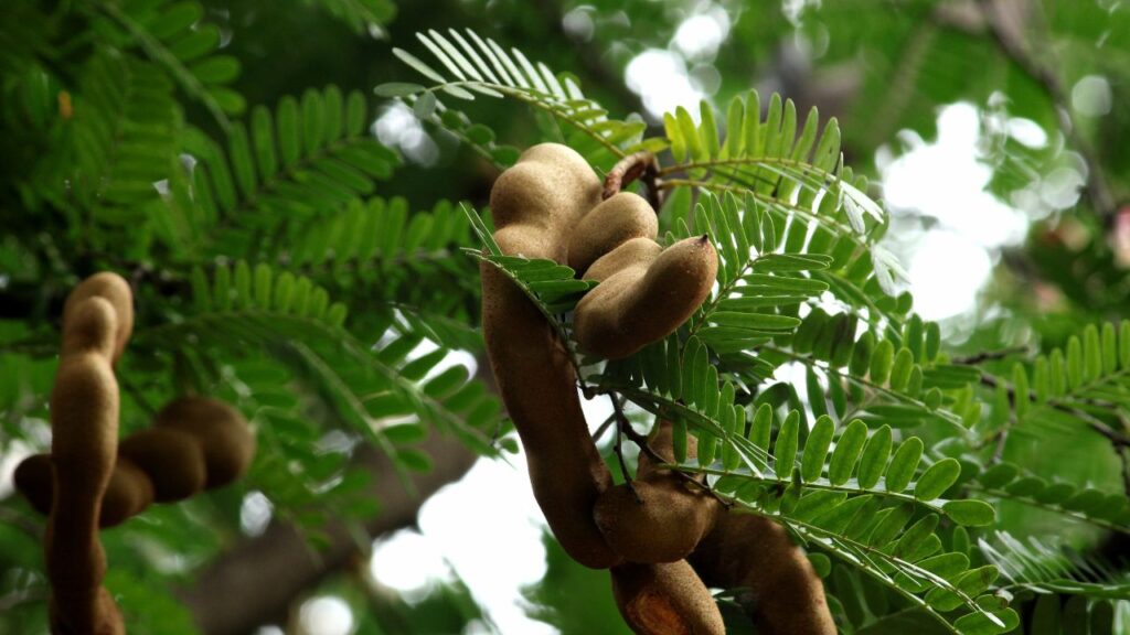 Tamarind