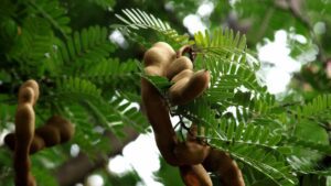 Tamarind
