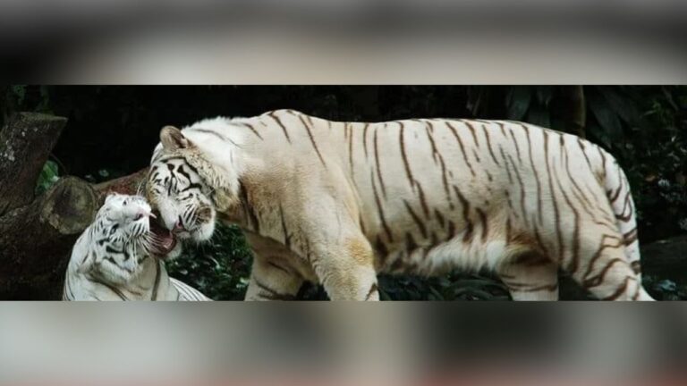 मैत्रीबाग में सफेद बाघ का जोड़ा आकर्षण का केंद्र, प्रबंधन कर रहा कुनबा बढ़ाने की तैयारी