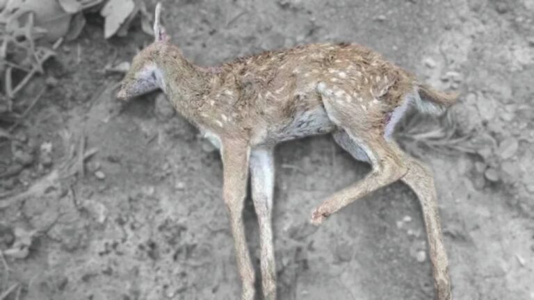 मांस के लालच में हिरण के शावक को पीट-पीटकर मार डाला, वन विभाग नदारद
