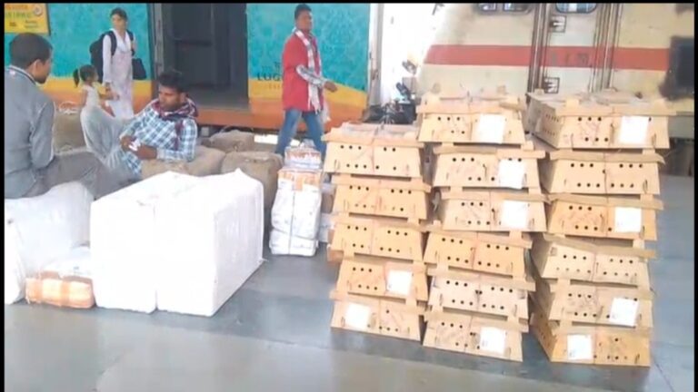 बिलासपुर में बर्ड फ्लू का खतरा: प्रतिबंध के बावजूद चूजों की सप्लाई जारी, बढ़ी संक्रमण की आशंका