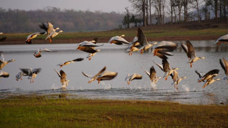 खैरागढ़-राजनांदगांव बना बर्ड हॉटस्पॉट, 296 पक्षी प्रजातियों ने बढ़ाया वैश्विक महत्व