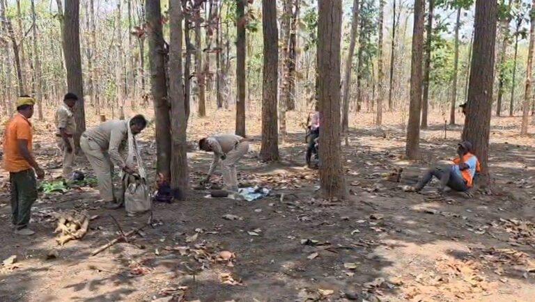 मरवाही के जंगलों में अवैध कटाई का खुलासा, 122 पेड़ों के ठूंठ मिले