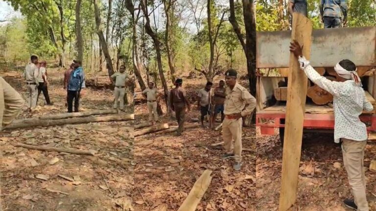 कांकेर में अवैध लकड़ी कारोबार पर वन विभाग की बड़ी कार्रवाई, दो गिरफ्तार