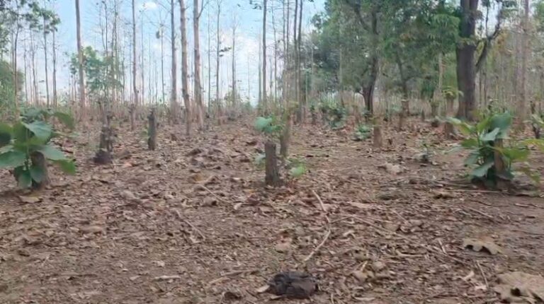 मरवाही के जंगलों में अवैध कटाई: हजारों पेड़ गायब, वन विभाग पर उठे सवाल