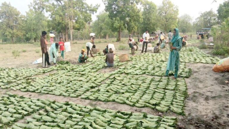 तेंदूपत्ता सीजन 2026 से पहले छत्तीसगढ़ में एस्मा लागू, हड़ताल पर सख्ती
