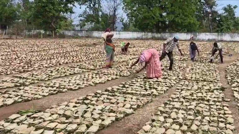 बेमौसम बारिश से भीगा तेंदूपत्ता, कांकेर में हजारों गड्डियों पर दीमक का खतरा