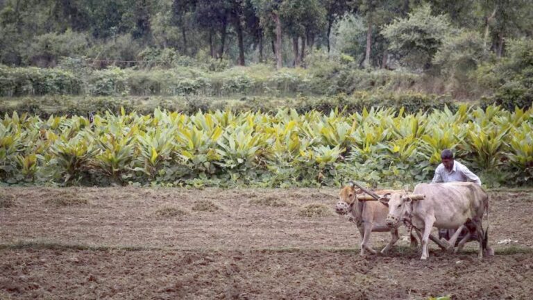 अल-नीनो के असर को लेकर सरकार अलर्ट, किसानों के लिए जारी की आकस्मिक खेती योजना