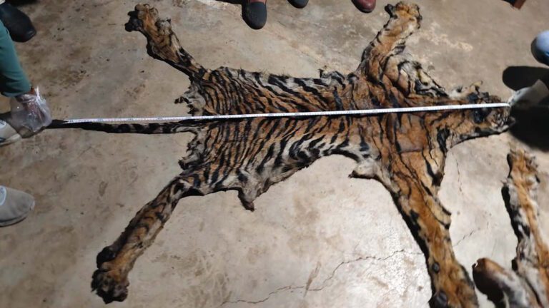 ऑपरेशन सेफ पैसेज में बड़ी सफलता, दो बाघों की खाल के साथ दो तस्कर गिरफ्तार