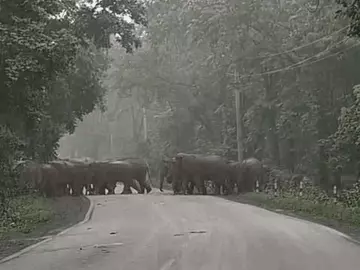 सड़क पर हाथियों का दल आया तो थमे वाहन,VIDEO:रायगढ़ में वन अमले ने दोनों ओर ट्रैफिक रोका, 24 हाथियों ने सुरक्षित रोड क्रॉस किया