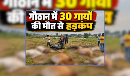 गौठान में 30 गायों की मौत से मचा हड़कंप, आनन-फानन में मौके पर पहुंचे अधिकारी, कुछ दिन पहले 100 सूअरों की हुई थी मौत