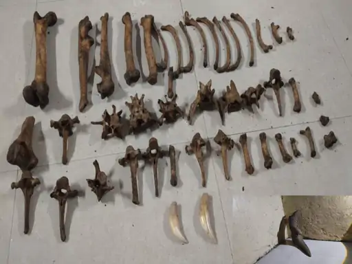 उदंती-सीतानदी टाइगर रिजर्व और संयुक्त टीमों की बड़ी कार्रवाई: 6 अंतरराज्यीय तस्कर गिरफ्तार, बाघ की 43 हड्डियां और दो जिंदा पैंगोलिन बरामद